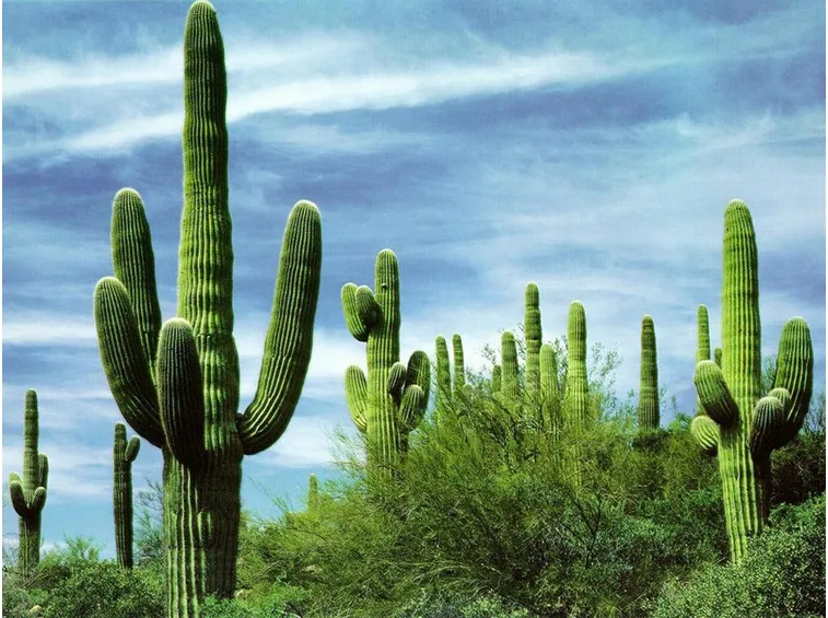 foto cactus