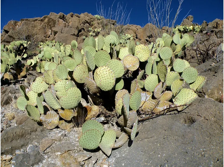 foto cactus