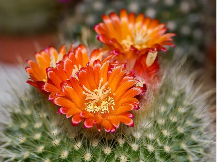 mammillaria fiore