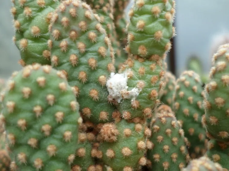 malattie cactus