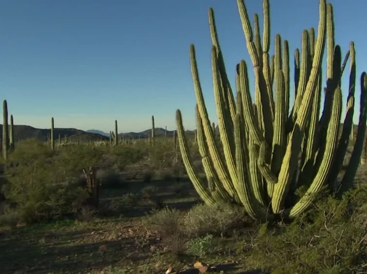 cactus