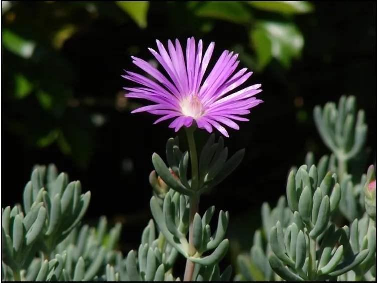 Fiore di mesembriantemo