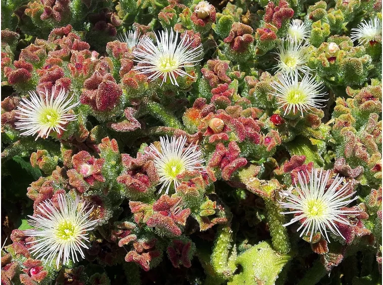 Mesembryanthemum crystallinum