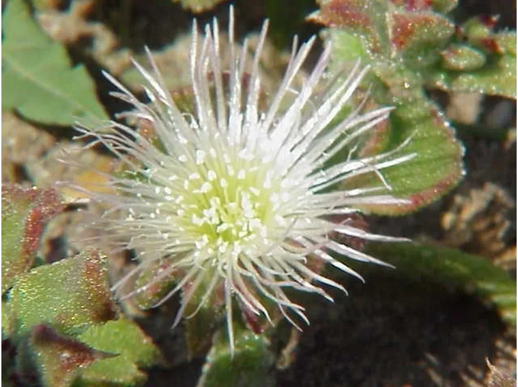 Mesembryanthemum crystallinum Famiglia : Aizoaceae