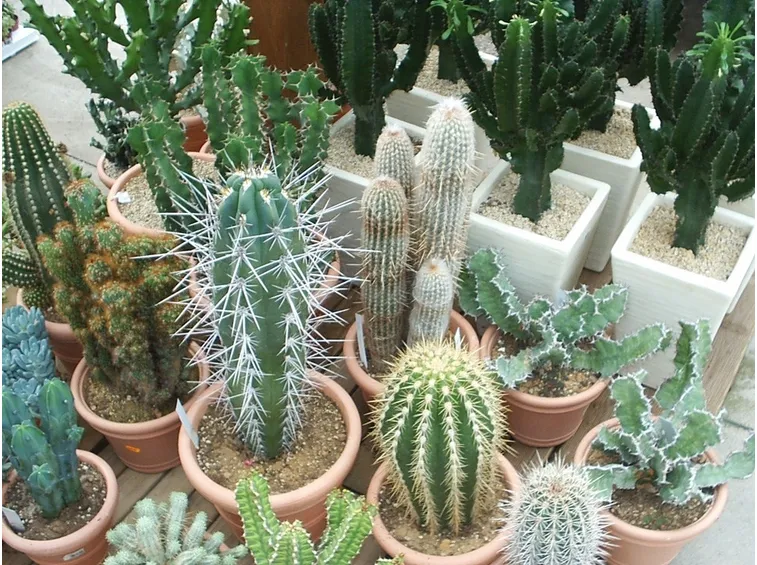vasi di piante grasse