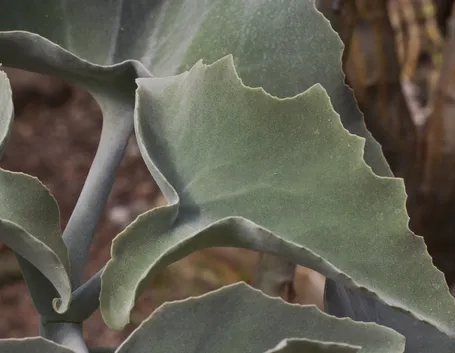 Fogliame kalanchoe beharensis
