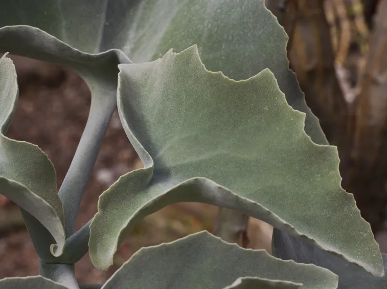 Fogliame kalanchoe beharensis
