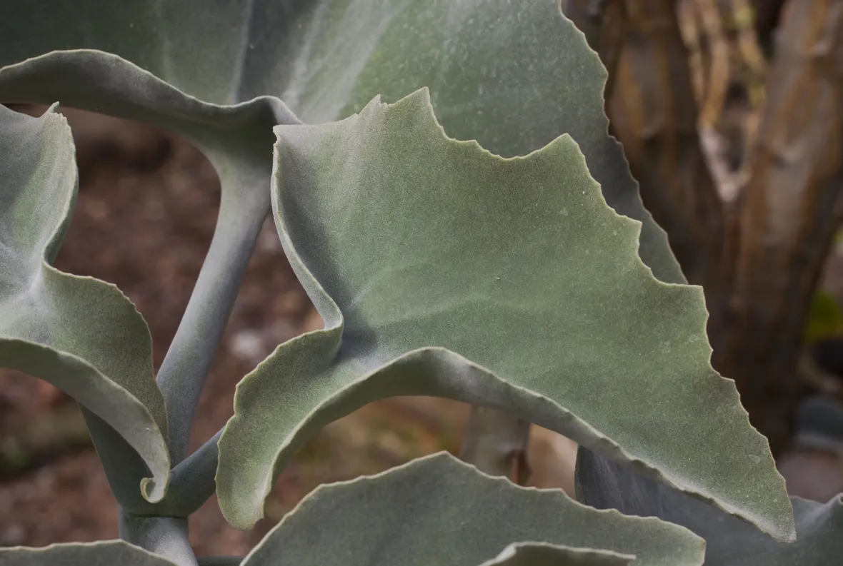 Fogliame kalanchoe beharensis