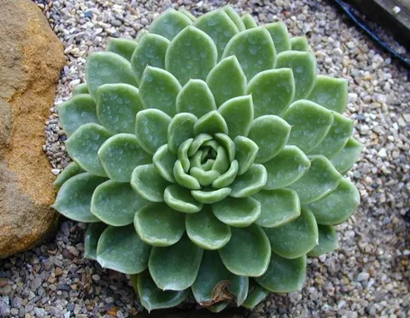 Echeveria elegans