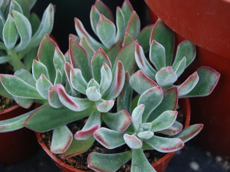 Echeveria pianta grassa