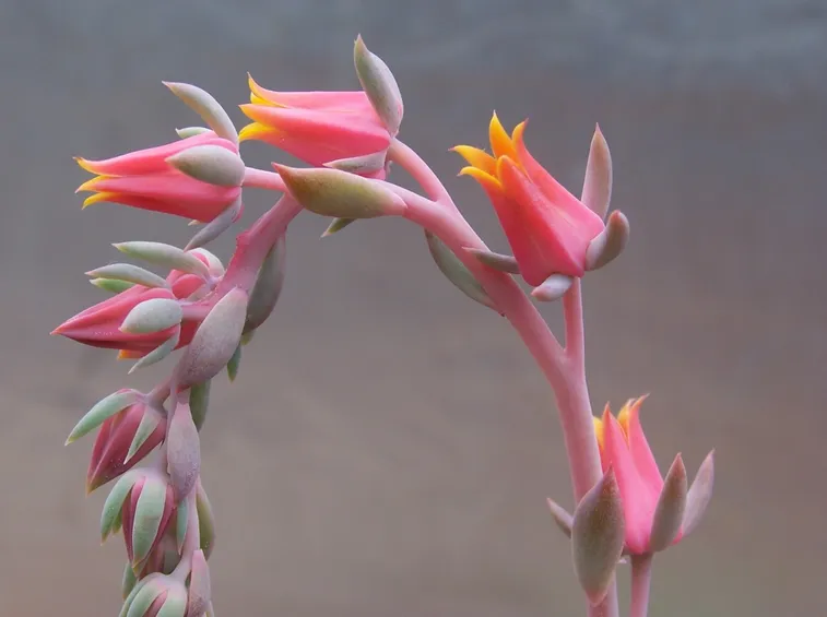 Echeveria fiorita