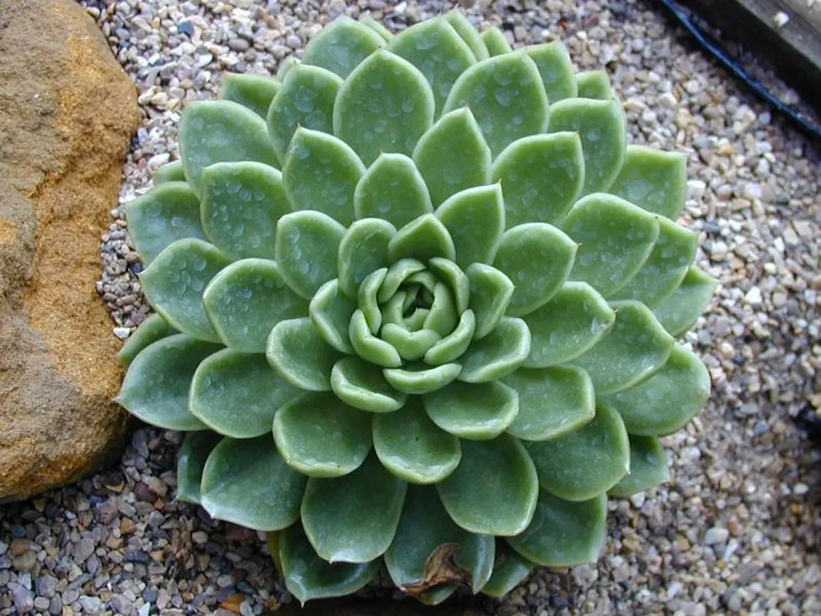 Echeveria elegans