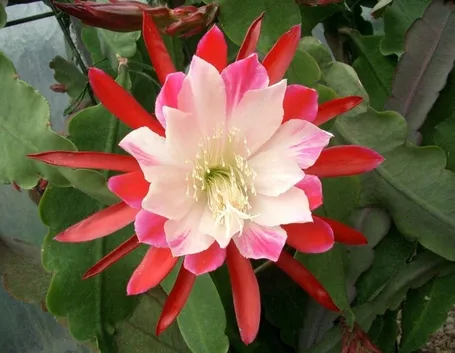 Fiore della Lingua di suocera