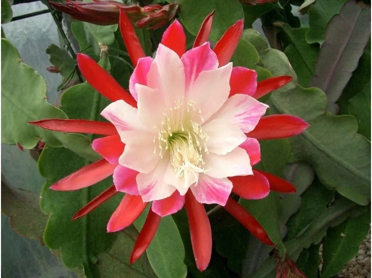 Fiore della Lingua di suocera
