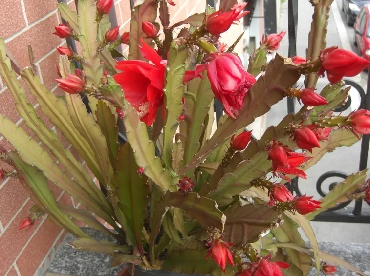 Lingua di suocera fiorita