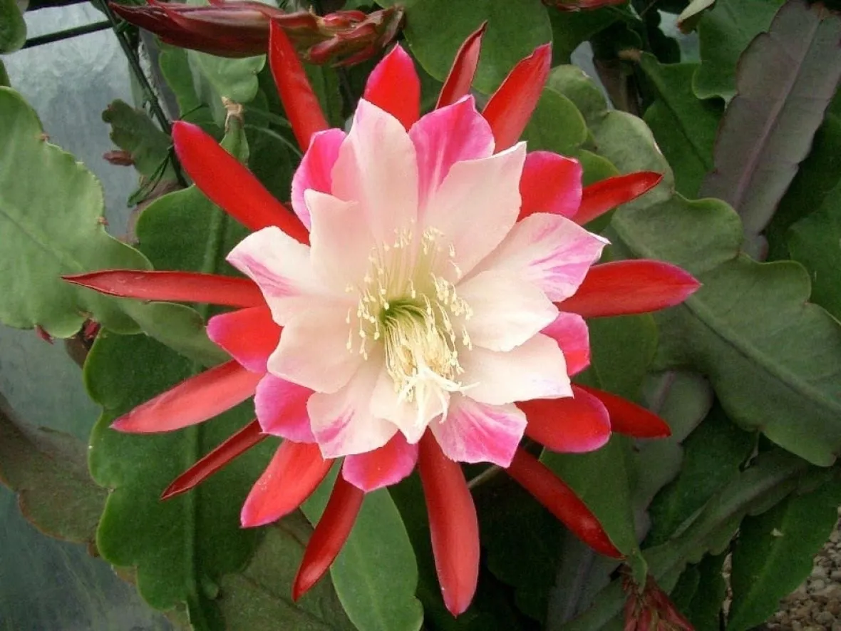Fiore della Lingua di suocera