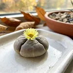 Il fiore d'autunno chiude la stagione, non la apre