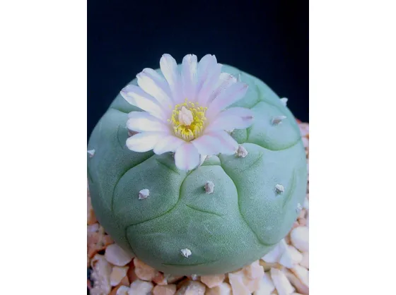 Lophophora williamsii fiorita