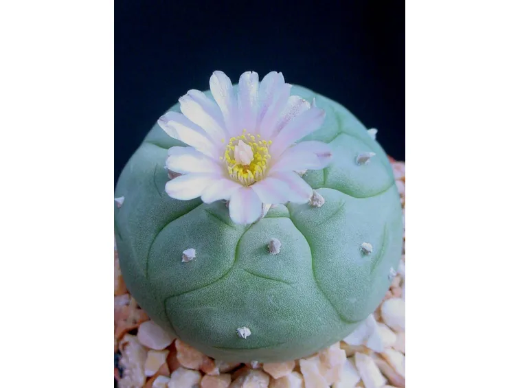 Lophophora williamsii fiorita