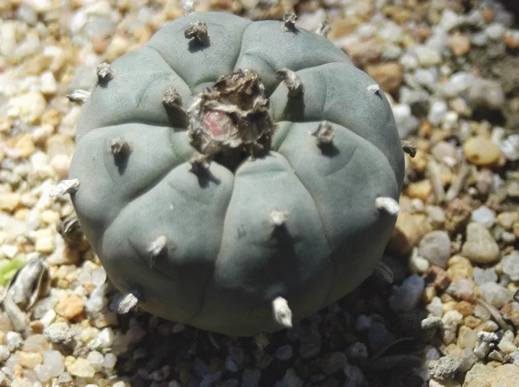 Lophophora williamsii in attesa della fioritura