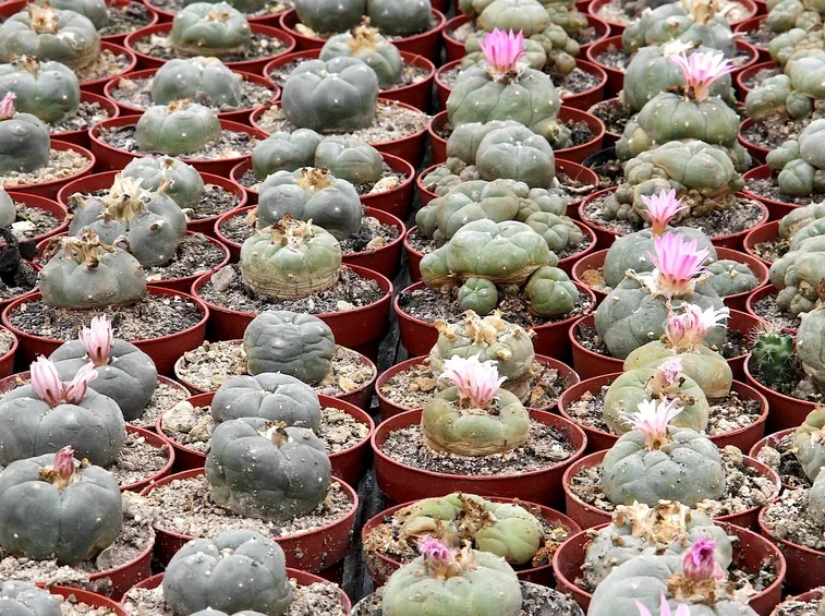 Piante di Lophophora williamsii coltivate in vaso