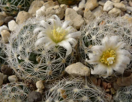 mammillari a fiore bianco