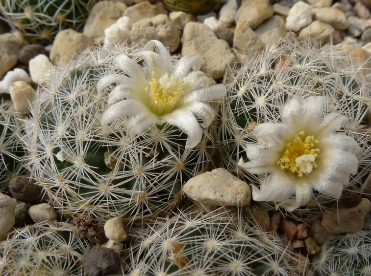 mammillari a fiore bianco