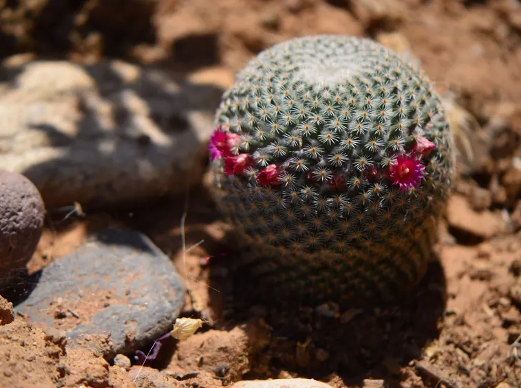 mammillaria a fiore rosa