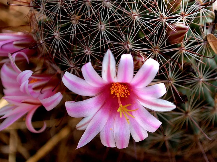 mammillaria rosa