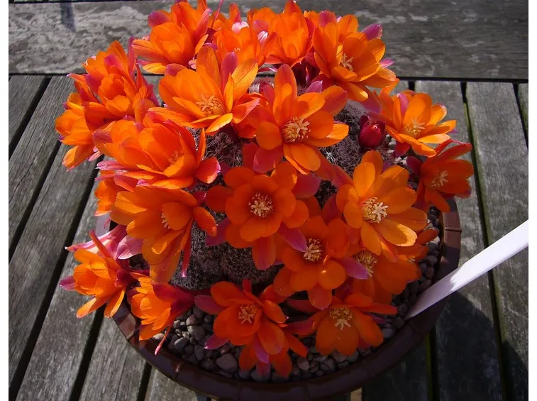 mammillaria