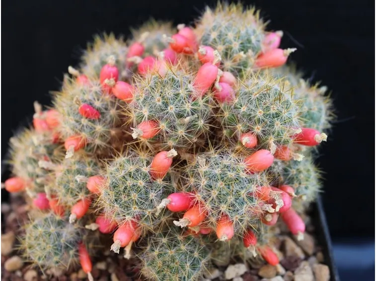 mammillaria frutti