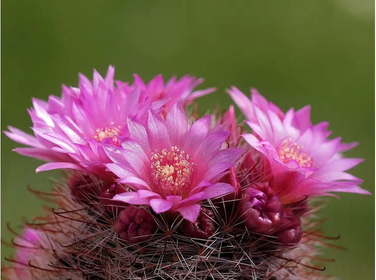 mammillaria a fiore rosa