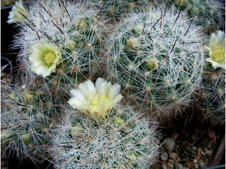 mammillaria a fiore bianco