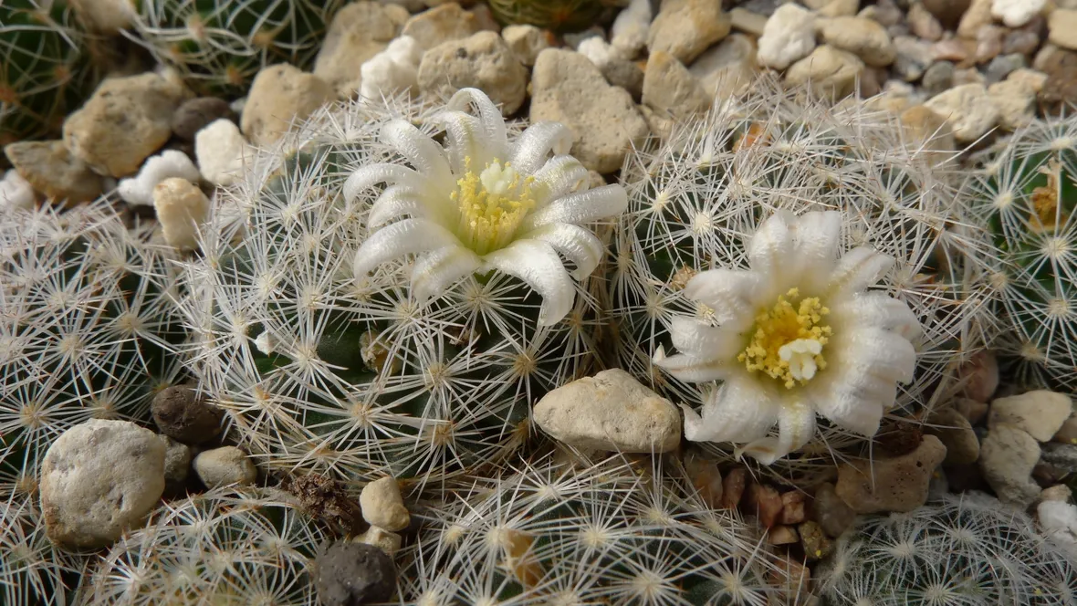 mammillari a fiore bianco