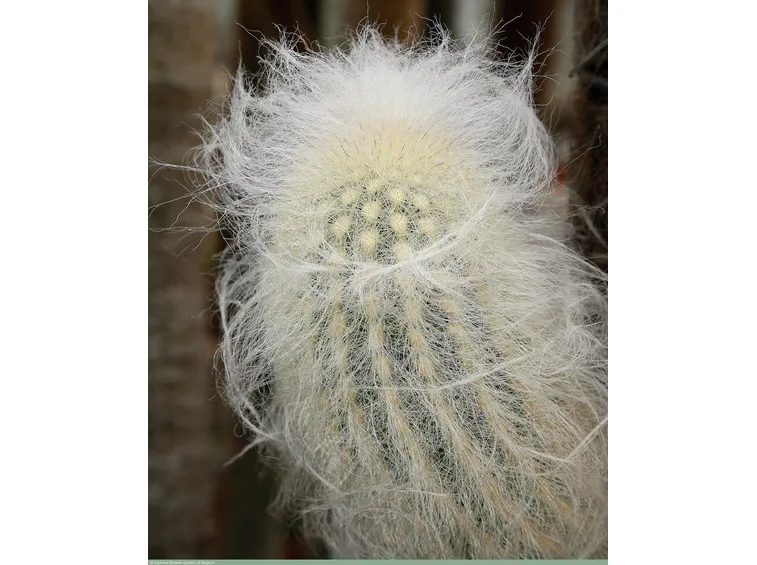 Cephalocereus senilis, o testa di vecchio