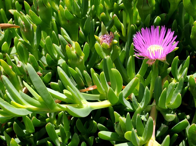 Carpobrotus, o unghie di strega