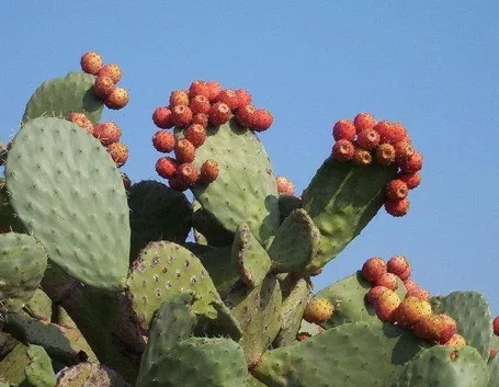 Pianta di ficodindia