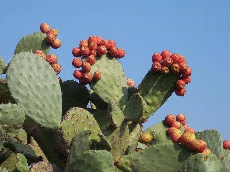 Pianta di ficodindia