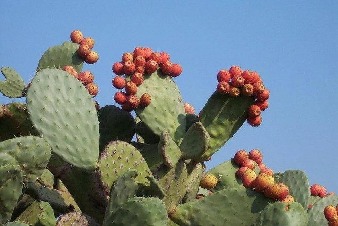 Pianta di ficodindia