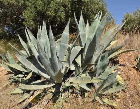 Tipica Agave americana