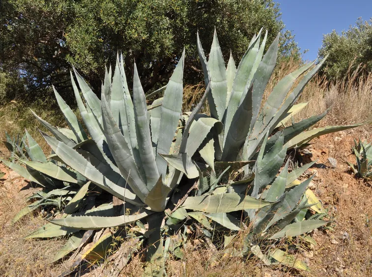 Tipica Agave americana