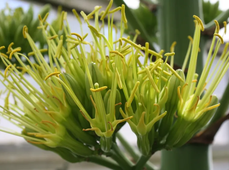 Fioritura dell'Agave americana