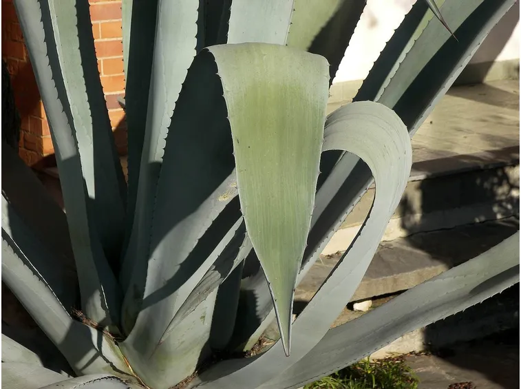 Foglie di Agave americana