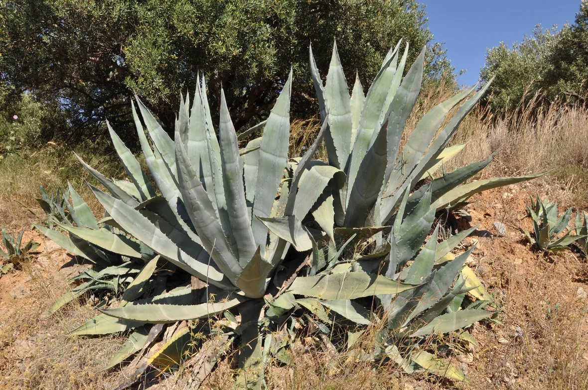 Tipica Agave americana
