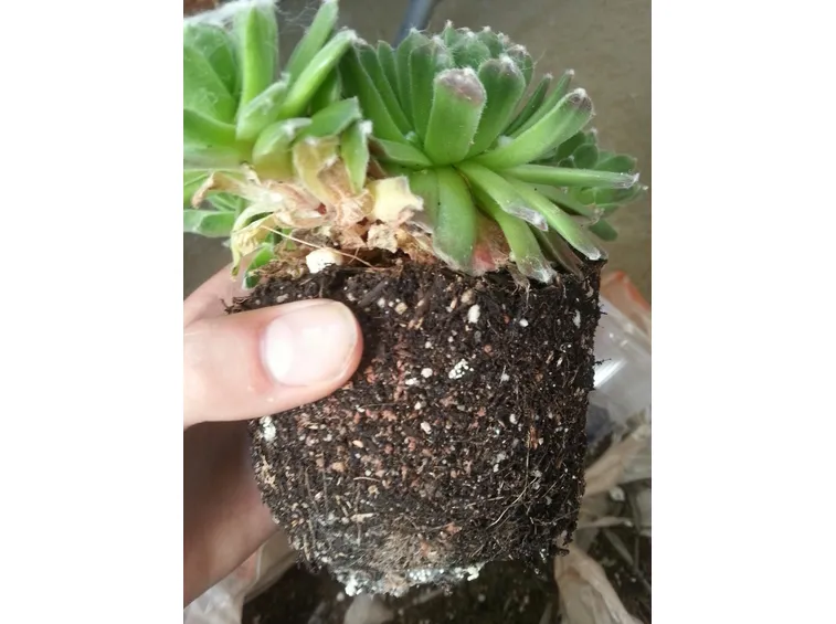 Succulenta attaccata da parassiti
