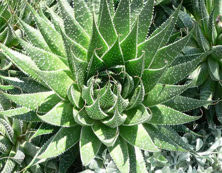 Pianta di aloe