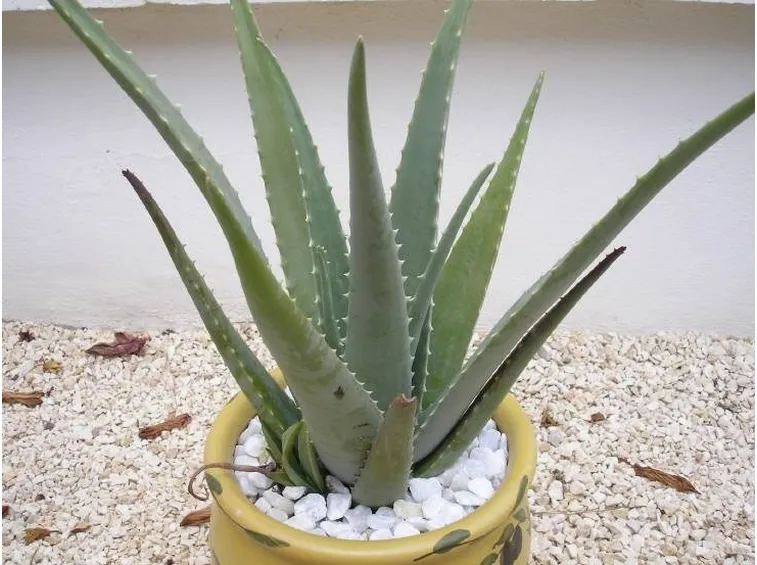 L'aloe vera può essere coltivata anche in vaso