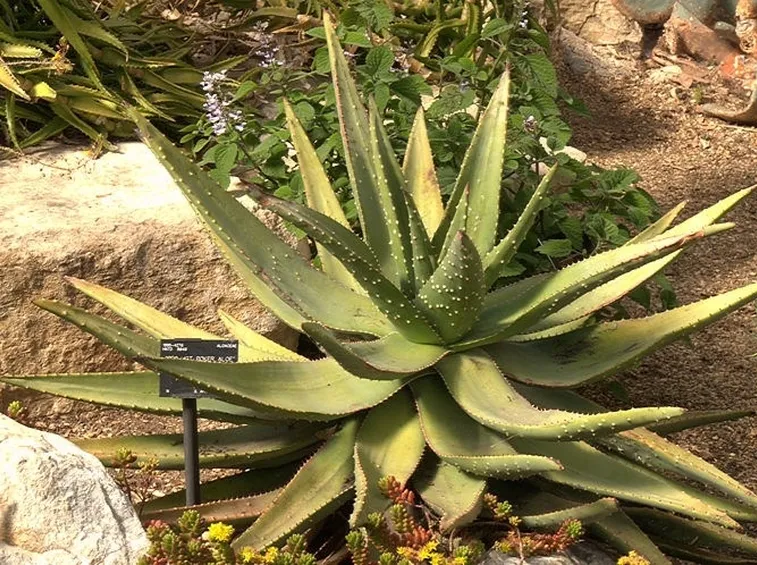 L'aloe ama i terreni sabbiosi