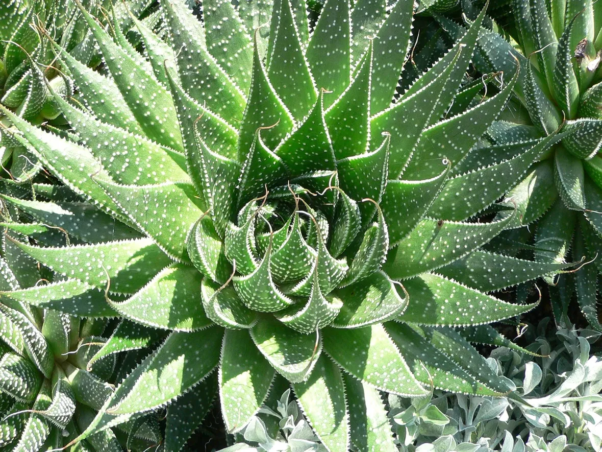Pianta di aloe