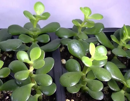 Pianta Crassula